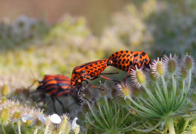 Graphosoma lineatum in sequenza